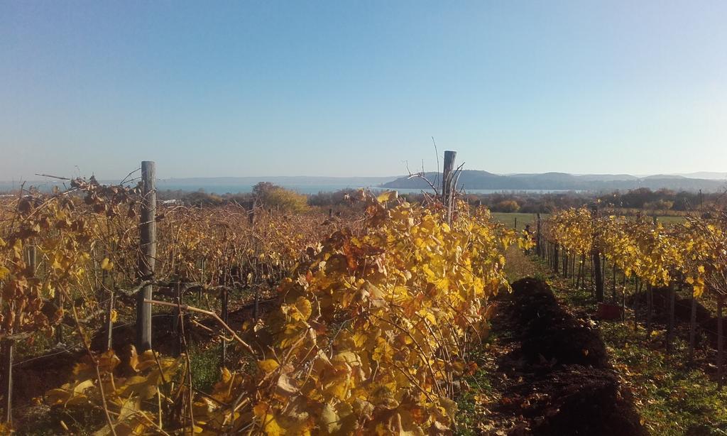 Koczor Winery & Guesthouse Balatonfured Bagian luar foto